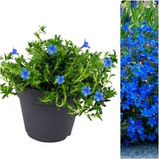 Lithodora plant outdoor for sale  GLASGOW