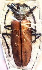 Callipogon armillatus 93mm for sale  Everett