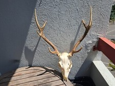 Crâne cerf sika d'occasion  Lorient