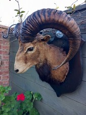 Taxidermy domestic rams for sale Taxidermy domestic rams for sale  HARTLEPOOL