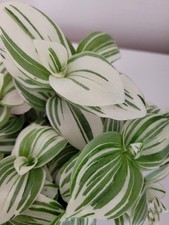 Tradescantia brightness nanuk gebraucht kaufen  München