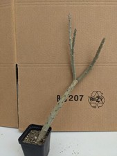 Alluaudia dumosa kakteen gebraucht kaufen  Stuttgart