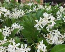 Confederate star jasmine. for sale  Raleigh