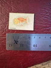 Spratts fancy goldfish for sale  NORTHAMPTON