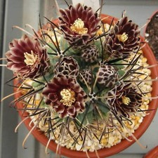Sclerocactus uncinatus esotico usato  Spedire a Italy