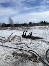 Pure runner duck for sale  Zeeland