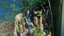 Black marble angelfish for sale  Grovetown