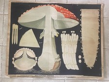 Usado, Gráfico escolar original de mosca vermelha agaric - cogumelo venenoso, Zejbrlík comprar usado  Enviando para Brazil