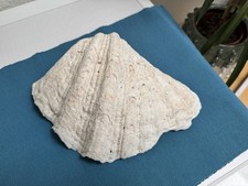 Tridacna gigas riesen gebraucht kaufen  Bexbach