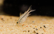 Pygmy corydora tank for sale  West Covina