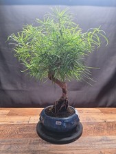 Large golden larch for sale  PETERBOROUGH