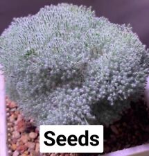 Sarcocaulon peniculinum seeeds for sale  Shipping to United Kingdom