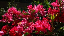 Rhododendron stecklinge rot gebraucht kaufen  Kaiserslautern