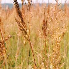 1000 indian grass for sale  Philadelphia