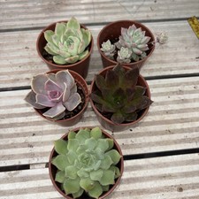 Echeveria collection pots for sale  ROCHFORD