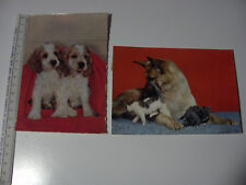 Cartoline cani gatti usato  Como