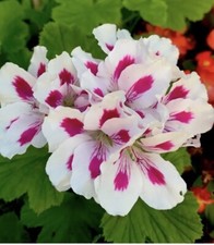 Geranium live plant for sale  San Jose