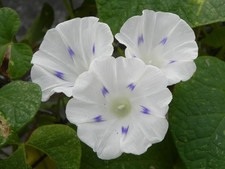 Ipomoea milky way for sale  NEWPORT