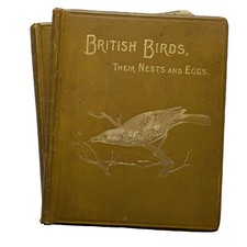 British birds nests for sale British birds nests for sale  LIVERPOOL