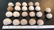 Schneckenhäuser stück sterde gebraucht kaufen  Gotha-Umland