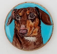 Dachshund dog breed for sale  Encinitas