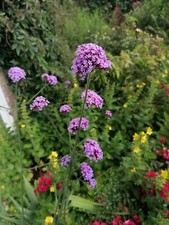 Verbena bonariensis hardy for sale  MAIDSTONE