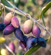 Olea europea kamalata usato  Napoli