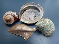Perlmuttmuscheln turbanschneck gebraucht kaufen  München