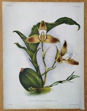 Lycaste deppei grande usato  Spedire a Italy