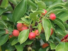 Malus adirondack zierapfel gebraucht kaufen  Eslohe (Sauerland)