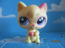 chaton d'occasion  Expédié en Belgium