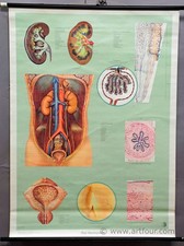 Lehrtafel medizinposter rollbi gebraucht kaufen  Berghülen