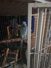 indian ringneck parrots for sale  Woodland