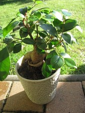 Bonsai ficus ginseng gebraucht kaufen  Münster