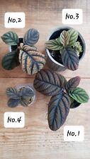 Ardisia labisia sp. for sale  LONDON