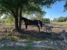 Entry horse cart for sale  Lehigh Acres