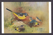 Grey wagtail bird for sale  SUNBURY-ON-THAMES