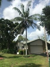 Teddy bear palm for sale  Coral Springs
