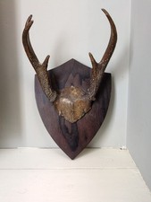 Taxidermy deer antlers for sale  OAKHAM