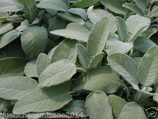 200 semi salvia usato  Roma