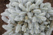 Picea pungens glauca gebraucht kaufen  Westerstede