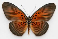 Butterfly female pseudacraea for sale  RUGELEY