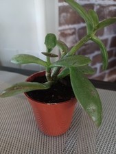 plants 1 ea for sale plants 1 ea for sale West Warwick