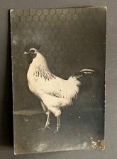 Photo card rooster d'occasion  Expédié en Belgium
