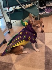 Mardi paws dragon for sale  Ormond Beach