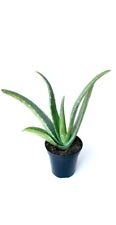 Large aloe vera for sale  Selma