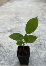 Cherimoya live plant for sale  Baldwin Park