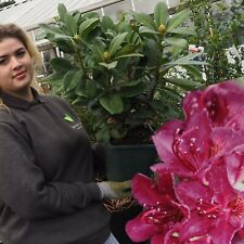 Rhododendron purple 4.5 for sale  HARLOW