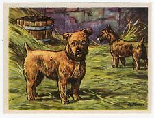 Norfolk terrier 1952 for sale  COLEFORD