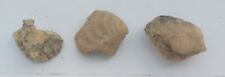 Fossiles d'occasion  Rethel